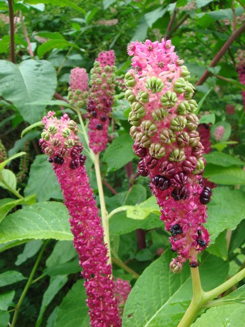 Phytolacca esculenta fleur